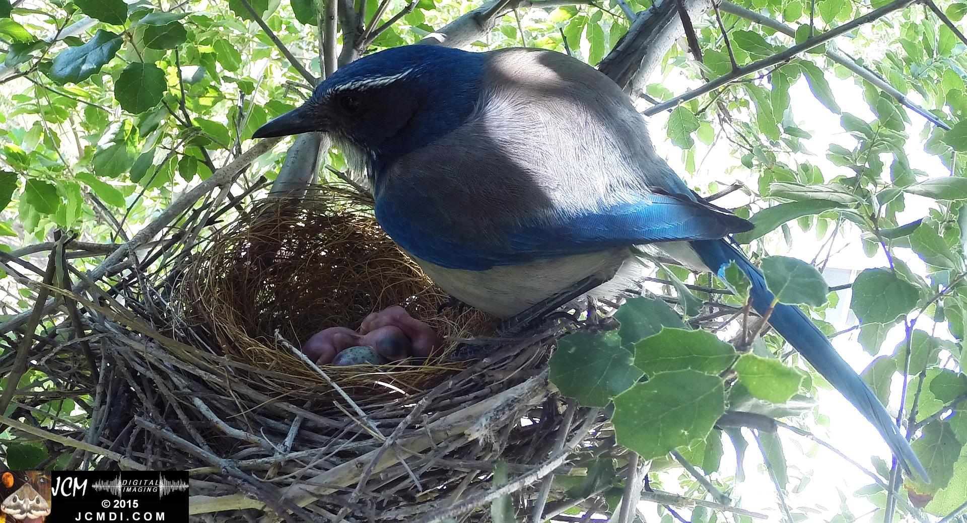 Scrub jay Female standing on nest over 2 fresh chicks in Santa Clarita, Ca jcmdi.com